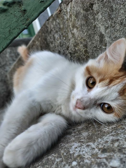 Подарявам дворни котенца