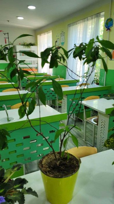 комнатные цветы домашние