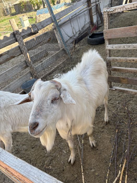 Заанинский козел породистый возможен обмен