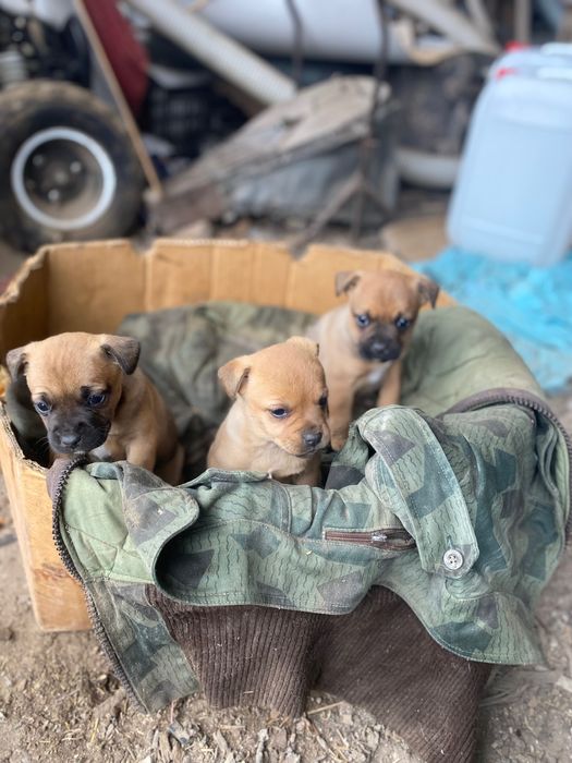 Три малко кученца