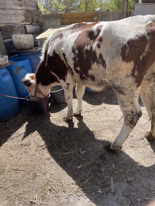 Продам двух бычков и телочку