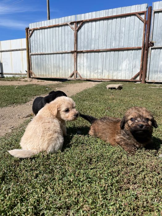 Cățelușe spre adopție