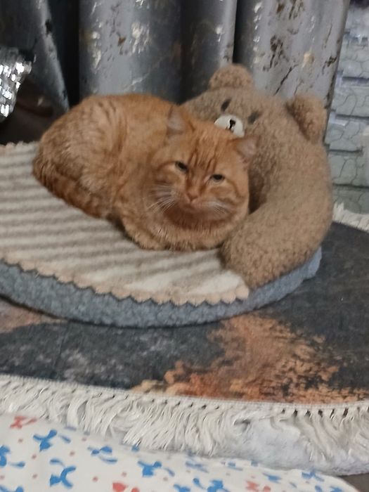 Кому Рыжее счастье?