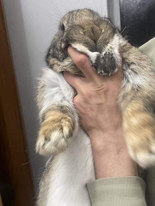 Продам кроликов(самцы)