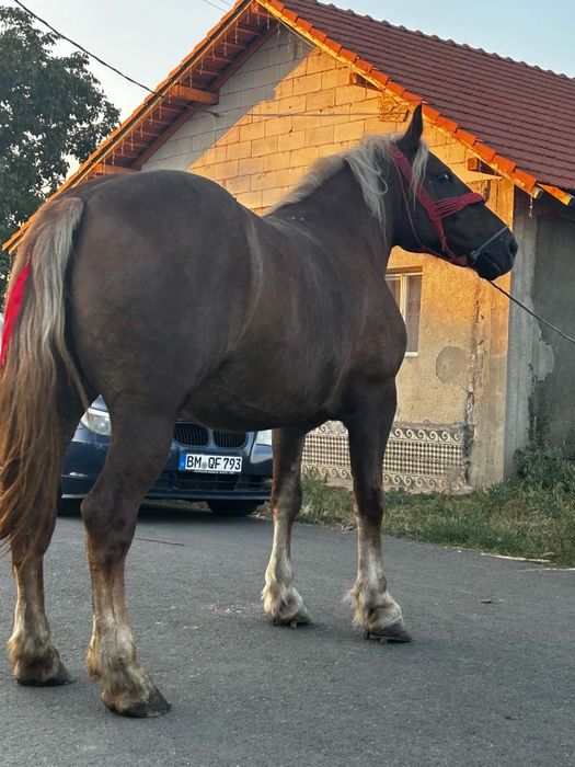 Vând sau schimb iapă