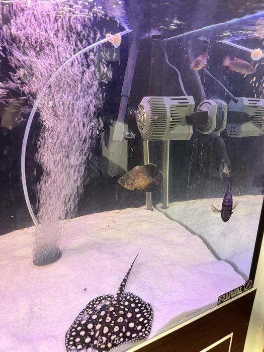 Два Оборудвани аквариума 650+125л с шкаф и риби