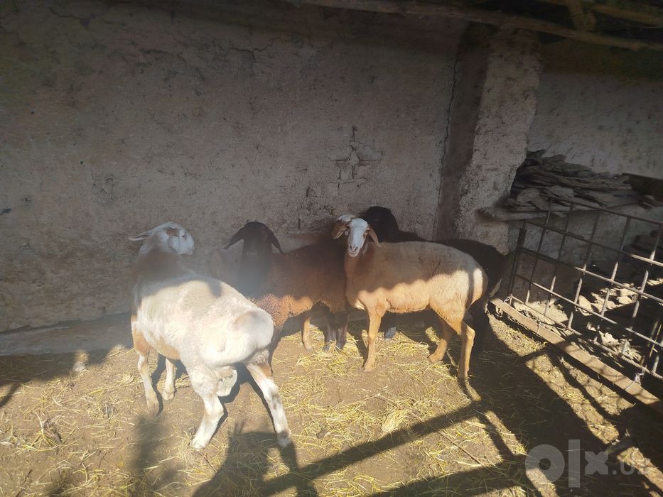 Qo'chqorla sotiladi