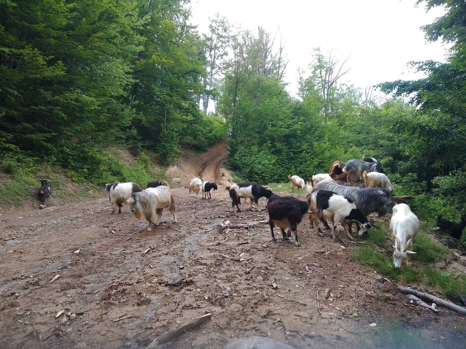 Capre si țapi de vanzare