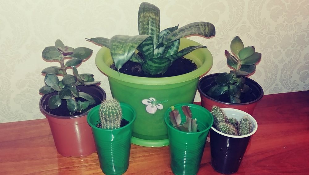 Цветы комнатные от 500тг