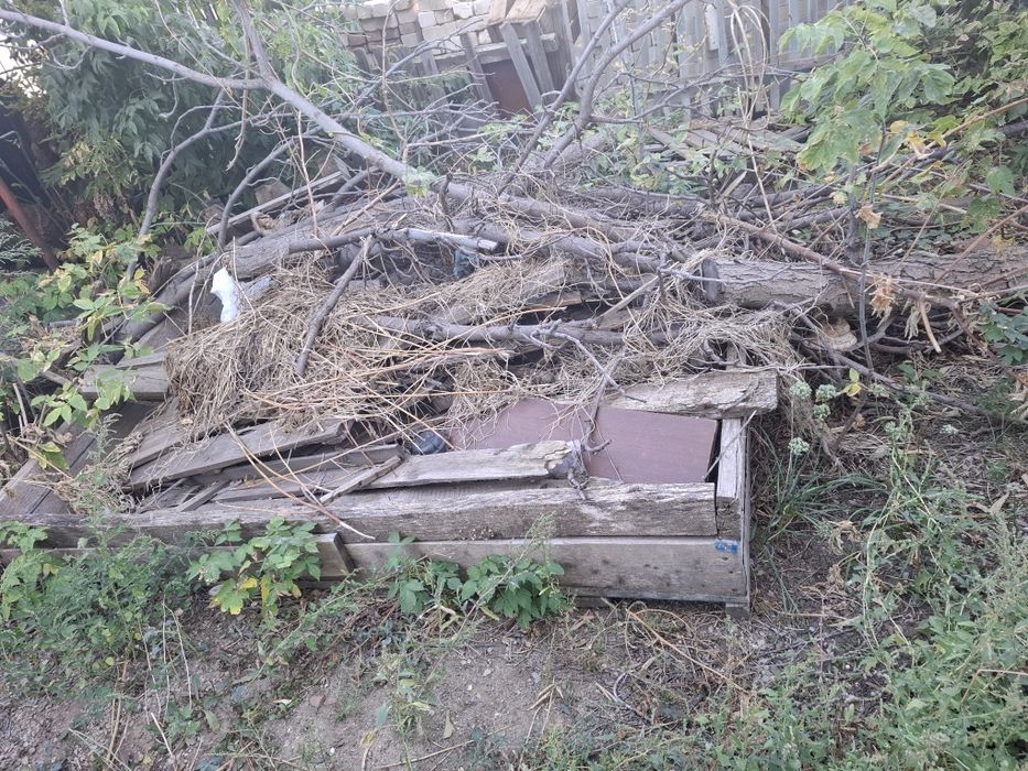 Дерево продам для бесплатно