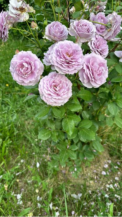 Продам кусты роз от Дэвида Остина