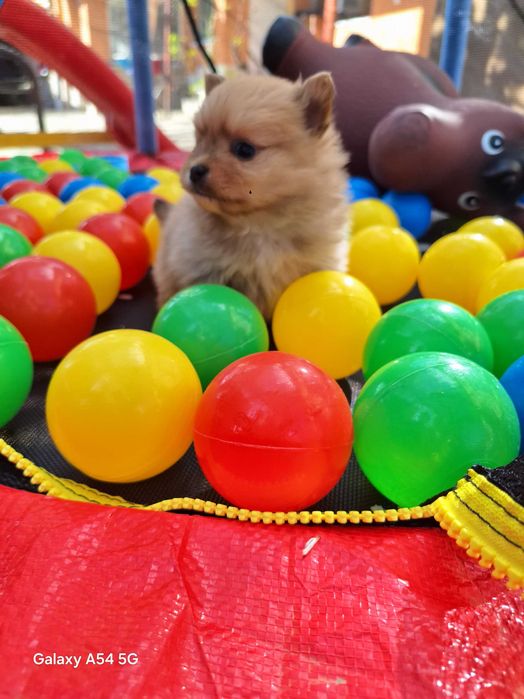 Продавам померан