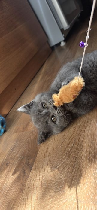 шотландский котенок