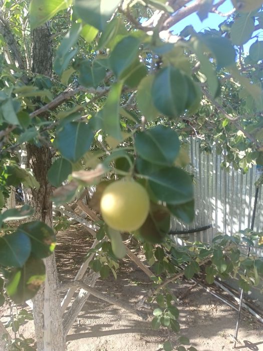 Продам домашную грушу