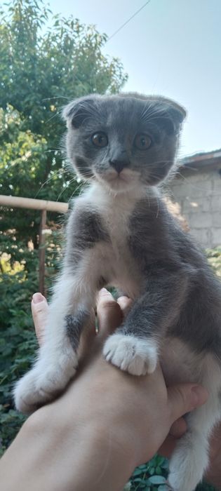 Продам шотландского котенка