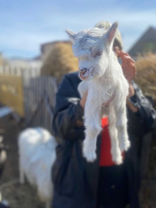 Зааненская коза,козы