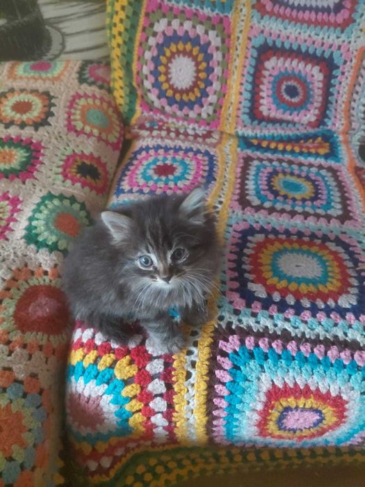 Отдам котят в хорошие руки