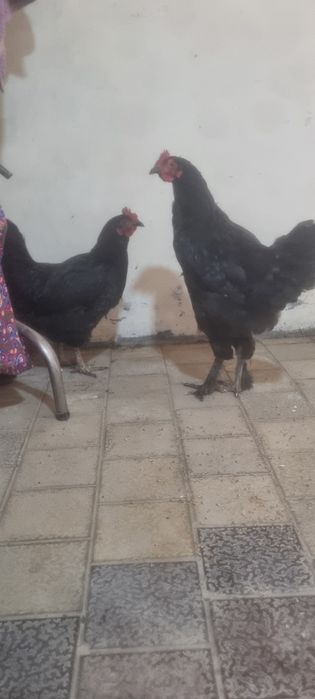 Qora shaxzoda sotiladi