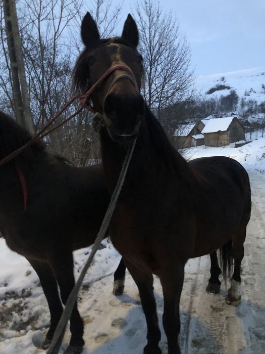 De vanzare iapa de 7 ani