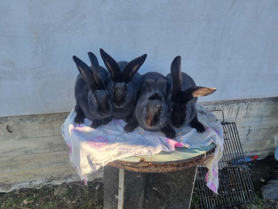 Masculi si  femele Fluture Janet!