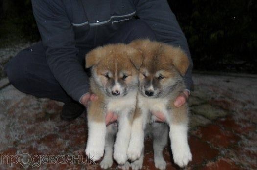 зоомагазин Роди Варна