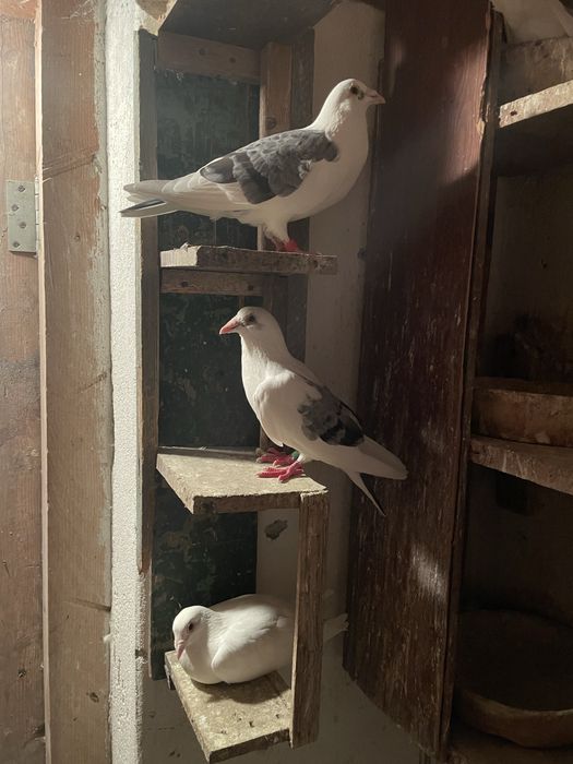 Vand porumbei voiajori