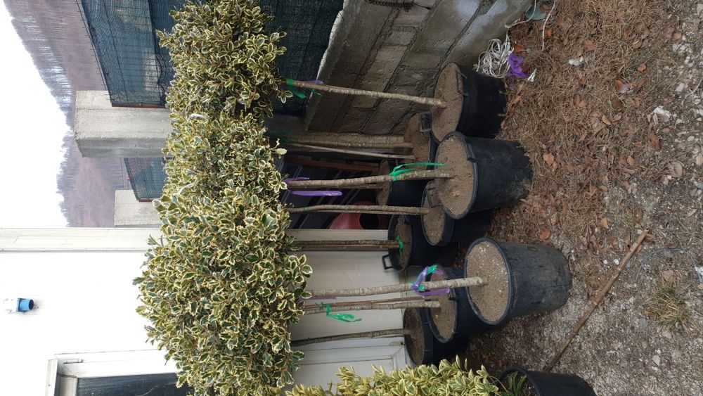 Vindem spirală din Cupresusochiparis leylandy de mai multe dimensiuni