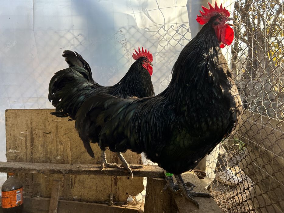 Oua gaini incubat Australorp negru si albastru - Trimit prin curier