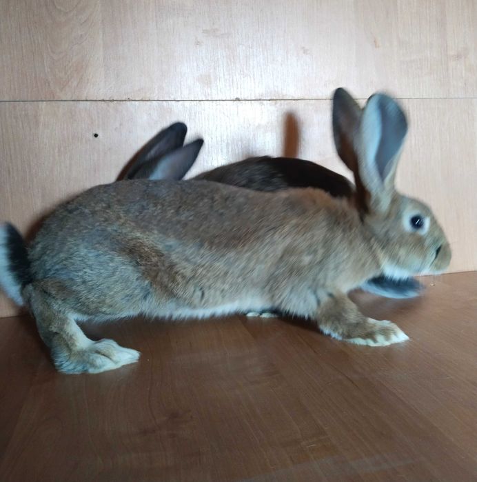 Кролики самки/самцы