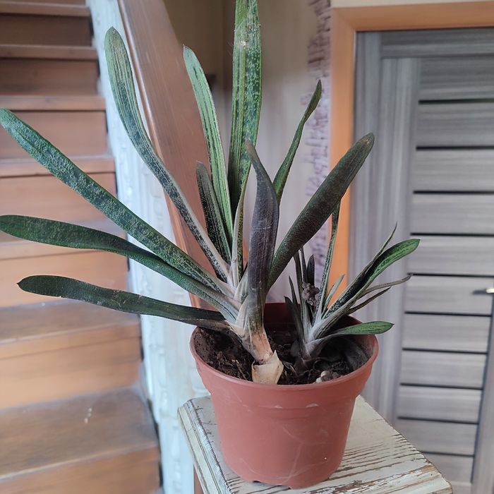 Комнатные цветы растения