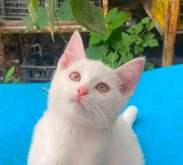 Котенок, мальчик, 3 месяца, Привезем сами.