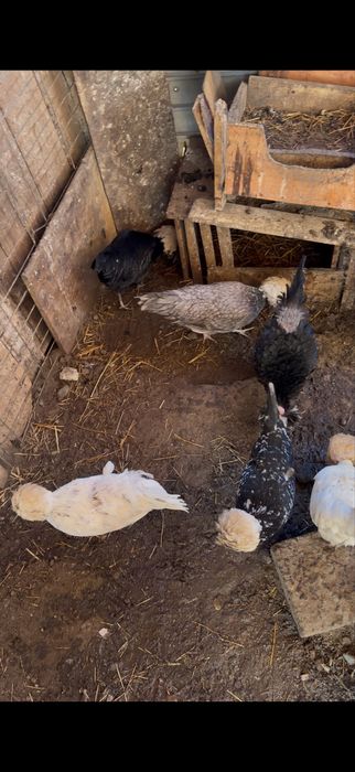 Vand oua motata olandeza