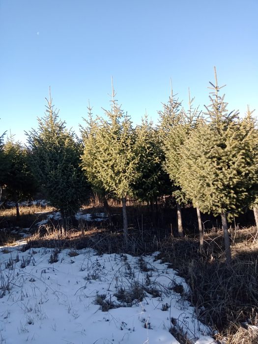 Елки на штамбе крупномеры