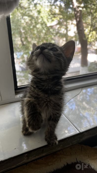Котёнок, к лотку приучен
