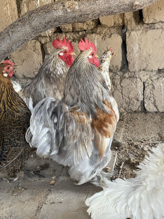 Петух петушок куры карлик кохинхин