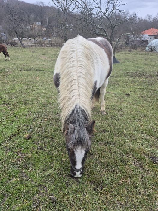 Vând cârlană semigrea