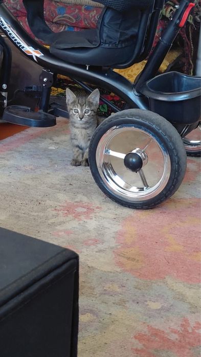Котята в хорршие руки