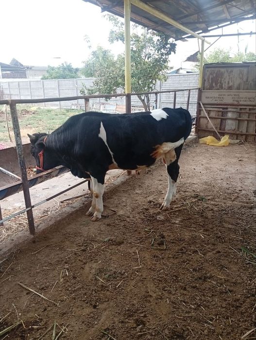 Buqala. sotiladi