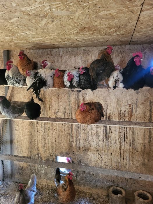 Инкубационные Яйца