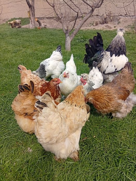 Tuxumlari sotiladi 10 ming