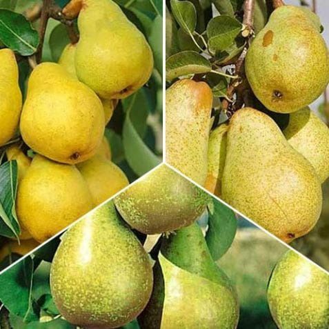 Pomi fructiferi  Duo din gama superb soiuri de par