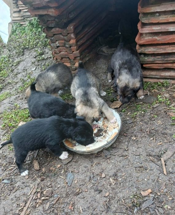 Подарявам кученца