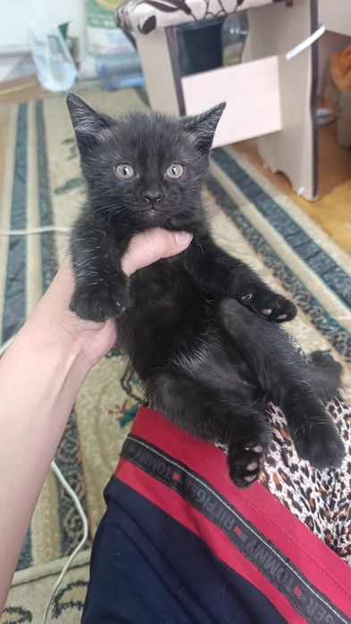 Котенок мама шотланд
