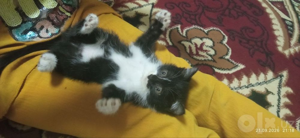 mushuk bolalari tekin