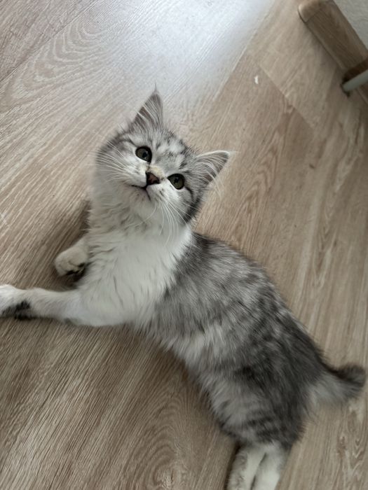 Отдам котенка в добрые руки