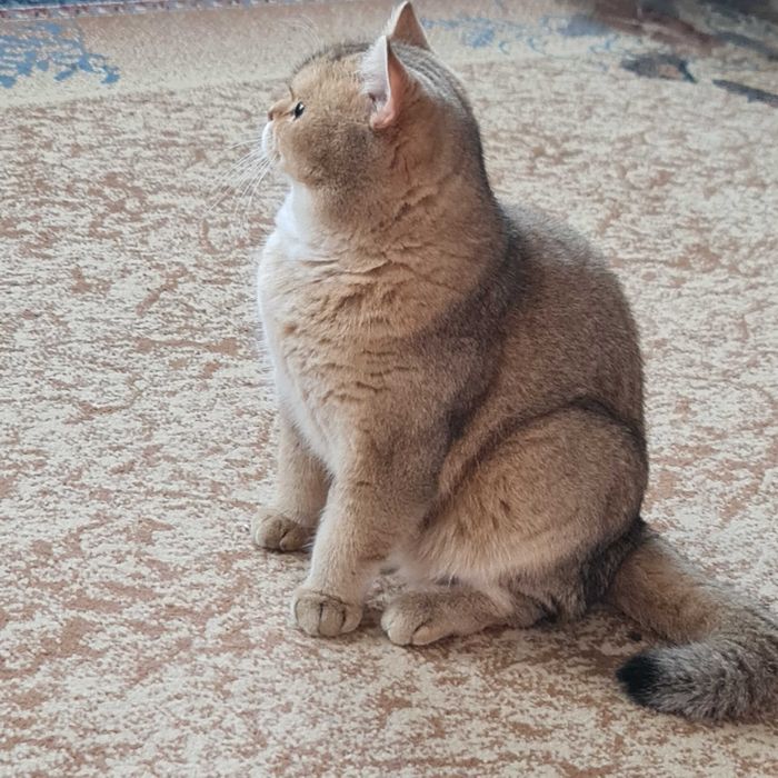 Британский короткошерстный мальчик