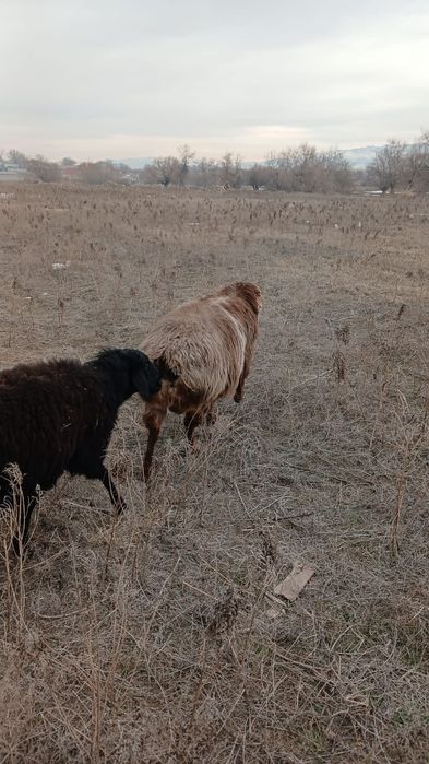 Асыл тұқымды қошқар