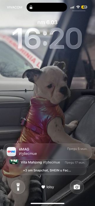 Френски Булдог момиче