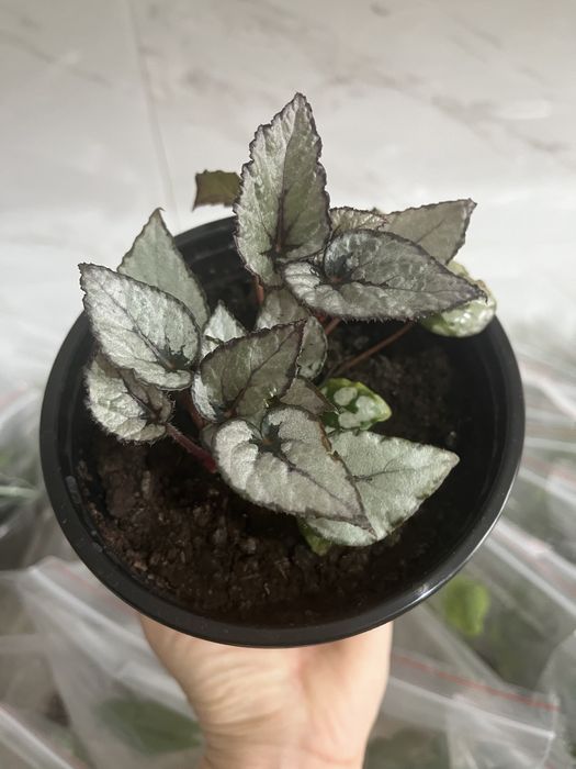 Комнатные растения