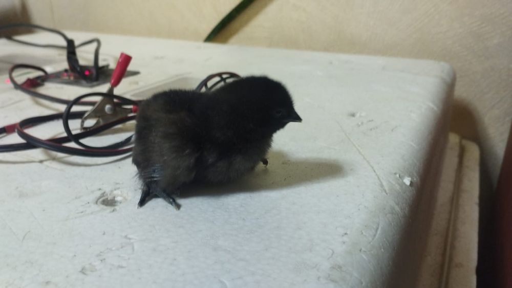 Продаются цыплята